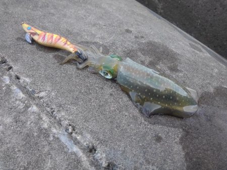 エギング秋シーズン開幕